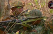 59 CoBRA Commandos Ggo AWOL, take weekend off before duty